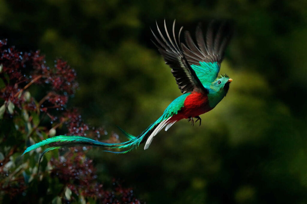 Explorando la ruta del ave quetzal