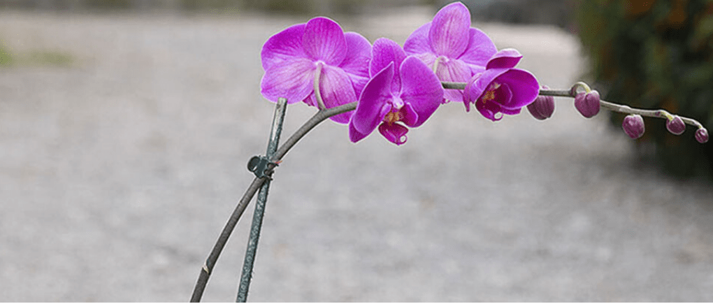 santuario de orquídeas