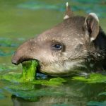 tapir de guatemala comiendo