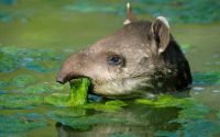 tapir de guatemala comiendo