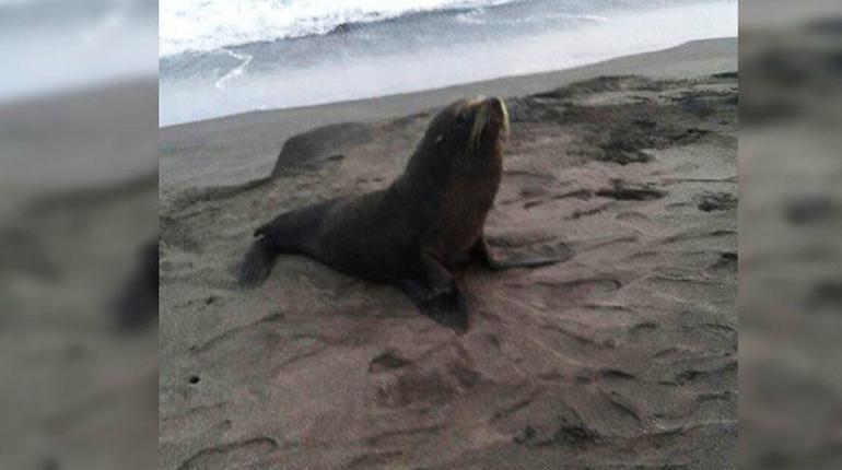 Sorpresa un león marino playa de Guatemala