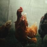 Cuidados en industria avícola de Juan Luís Bosch Gutiérrez