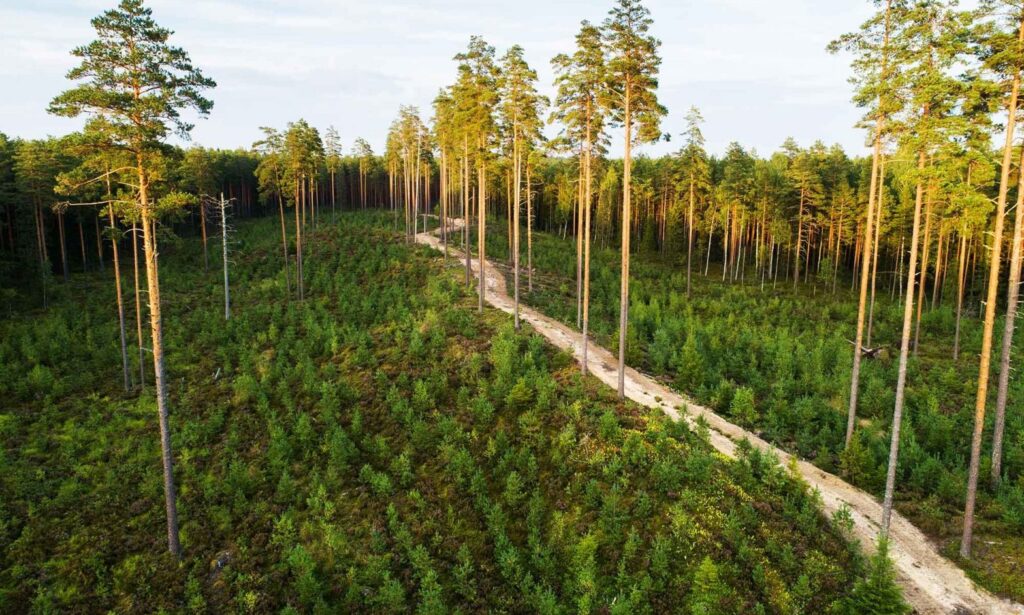 maintaining forests
