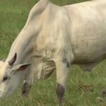cattle