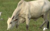 cattle