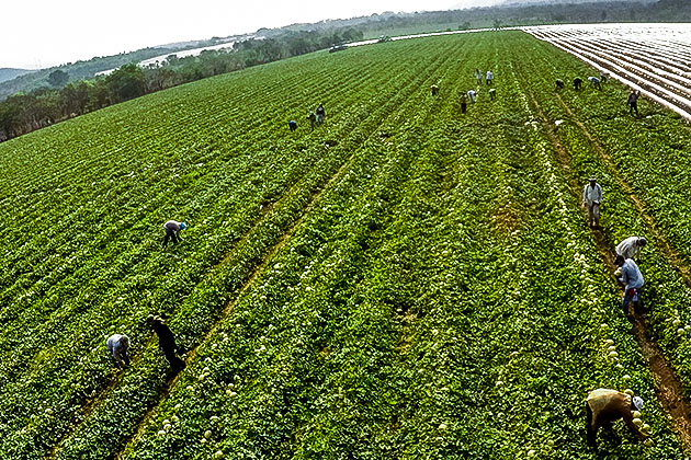 agriculture