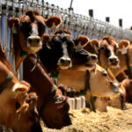 dairy