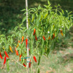 chiles