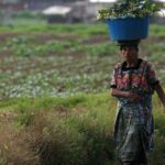 Agriculture in Guatemala