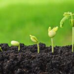 agriculture
