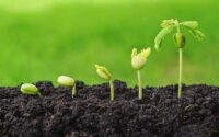 agriculture