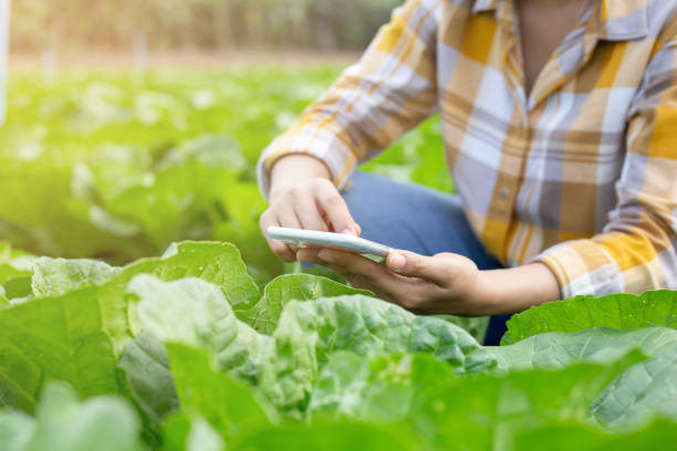 Farmers using technology to develop agricultural innovations, Checking Quality of plant.