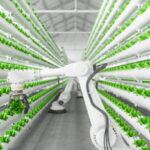 Automatic Agricultural Technology With Robotic Arm Harvesting Lettuce In Vertical Hydroponic Plant System