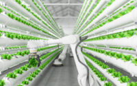 Automatic Agricultural Technology With Robotic Arm Harvesting Lettuce In Vertical Hydroponic Plant System