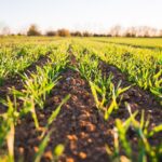 agricultura