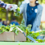 People harvesting fresh vegetables in a community garden. Healthy lifestyle and teamwork.
