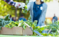 People harvesting fresh vegetables in a community garden. Healthy lifestyle and teamwork.