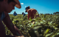 Agricultural activity in Italy and organic farming: lombardo lombard sweet pepper picking up