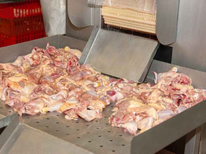 Industrial poultry processing line with raw chicken pieces highlighting production stages and the need for stronger cold-chain and biosecurity systems.