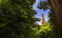"View of a the top part of a temple-pyramid on the archeological site of Tikal, shoot thru an opening in the forest."