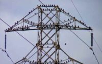 High-voltage transmission tower with birds, representing grid dependency, energy reliability risks, and infrastructure exposure.