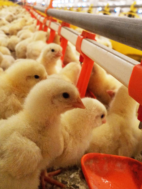 chicks get ready for mealtime and activity