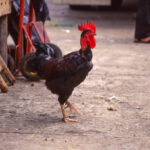 Guatemalan poultry farming