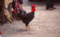 Guatemalan poultry farming