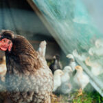 Strengthening Guatemalan Poultry Farming