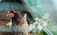 Strengthening Guatemalan Poultry Farming