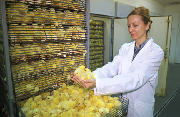 Female farmer holds chicks in hand, baby chicken hatched from eggs in incubator. Hatching farm, close up