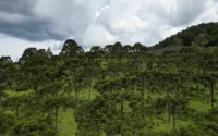 The Importance of Reforestation in Guatemala
