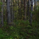 The Recovery of Community Forests by Local Associations