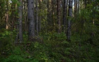 The Recovery of Community Forests by Local Associations